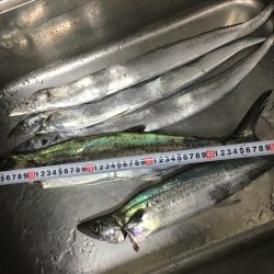 サゴシ&タチウオ